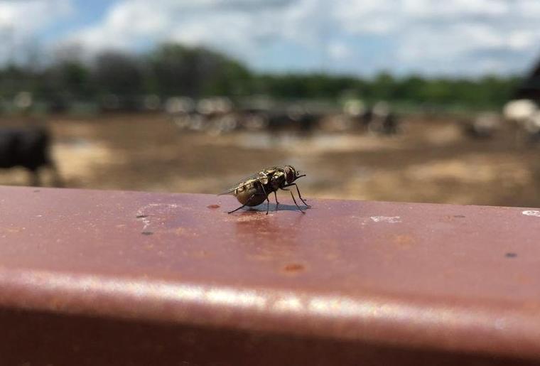 LF20210320-Stable-Flies21.jpg